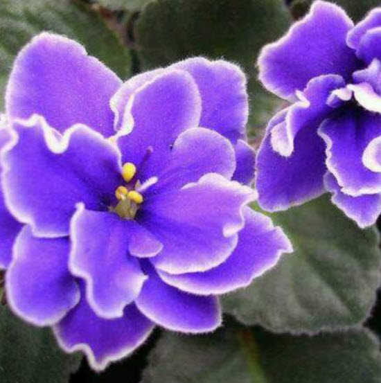 ไวโอเล็ทม่วง (Purple Violet) / 25 เม็ด