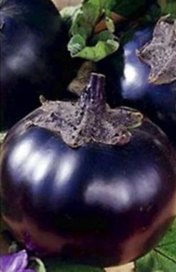 มะเขือม่วง (eggplant) / 50 เม็ด (Ukraine)