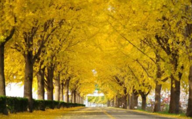 ต้นกล้า แปะก๊วย Ginkgo เพาะเมล็ดจากจีน กระถางสีอิฐ 4 นิ้ว