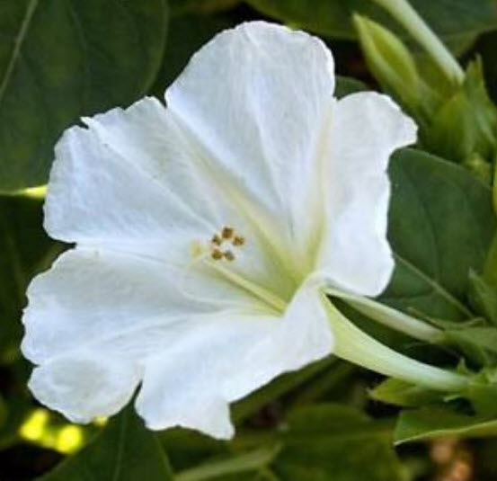 บานเย็น สีขาว / 20 เม็ด (USA)