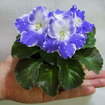 แอฟริกันไวโอเล็ต (African Violet) คละ / 100 เม็ด