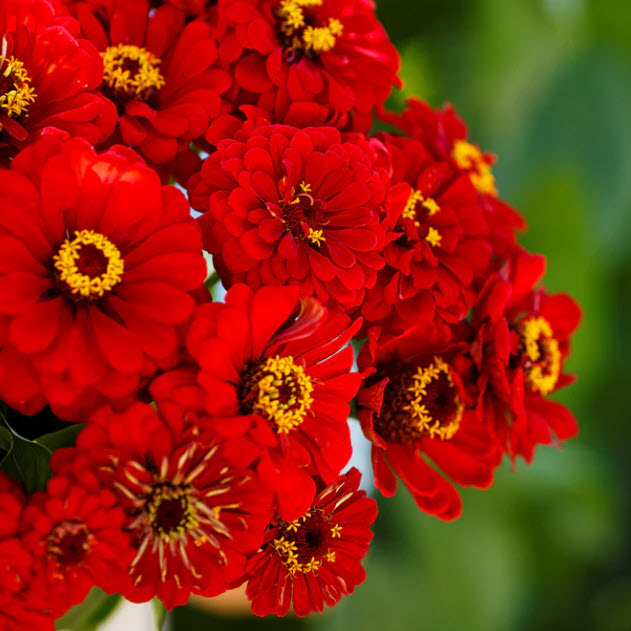 บานชื่น ตัดดอก พันธุ์ Will Rogers ดอกแดง / 130 เม็ด (UK)