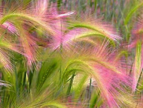 หญ้าหางหมาจิ้งจอก (Foxtail Barley) / 310 เม็ด (UK)