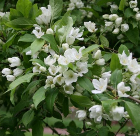 เชอร์รี่ แอปเปิ้ล (Cherry Apple) / 10 เม็ด (Lithuania)