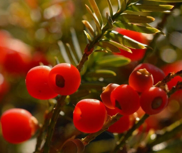 สนยู สนยิว สนอังกฤษ Taxus Baccata / 5 เม็ด (Czech)