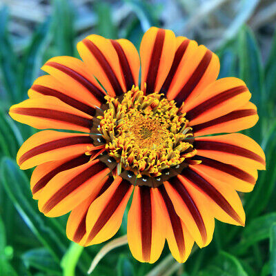 กาซาเนีย หรือพระจันทร์ทรงกลด (Gazania) คละ / 200 เม็ด