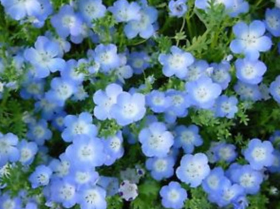 เนโมฟีลา - เบบี้บลูอาย (Nemophila - Baby Blue Eyes) / 100 เม็ด (Ukraine)