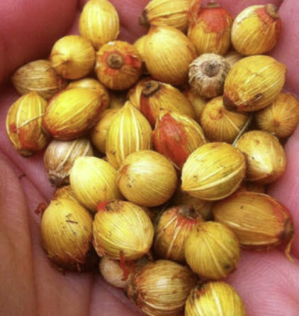 ปาล์มนิคาอู (Nikau palm / Rhopalostylis sapida) / 5 เม็ด (NZ)*