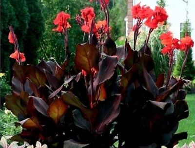 พุทธรักษา (Canna - Tropical Bronze Scarlet) / 5 เม็ด (UK)