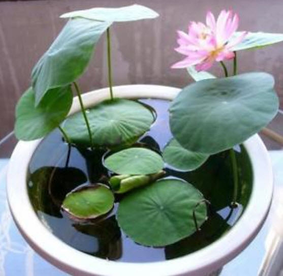 บัวอ่าง (bowl lotus) คละสี / 10 เม็ด (นอก)
