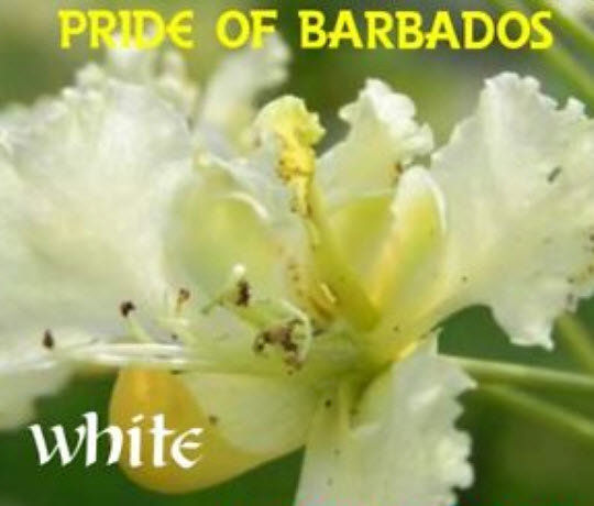 หางนกยูง ดอกสีขาว (White Pride of Barbados) / 5 เม็ด (Sri Lanka)