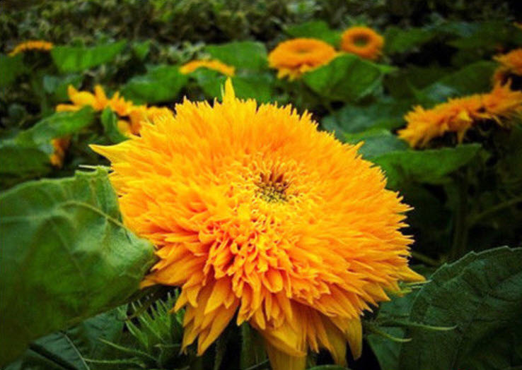 ทานตะวันเท็ดดี้แบร์ (Teddy Bear sunflower) / ซอง 20 เม็ด (A023)