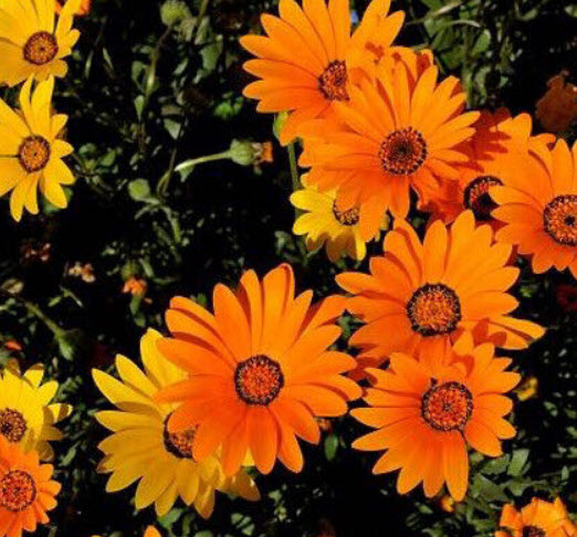 แอฟริกันเดซี่ (African Daisy) คละโทนสีส้ม-เหลือง / 500 เม็ด (UK)