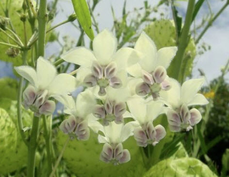 หงส์เหิร หรือ บอลลูน (balloon plant) / 25 เม็ด (Netherlands) *