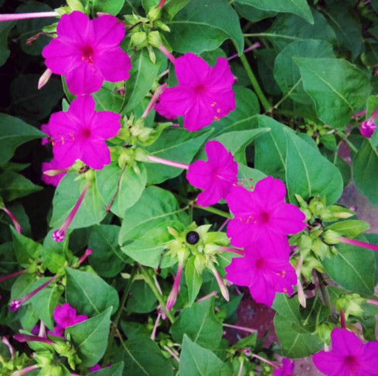 บานเย็น สีม่วง-บานเย็น / ซอง 20 เม็ด (A105)