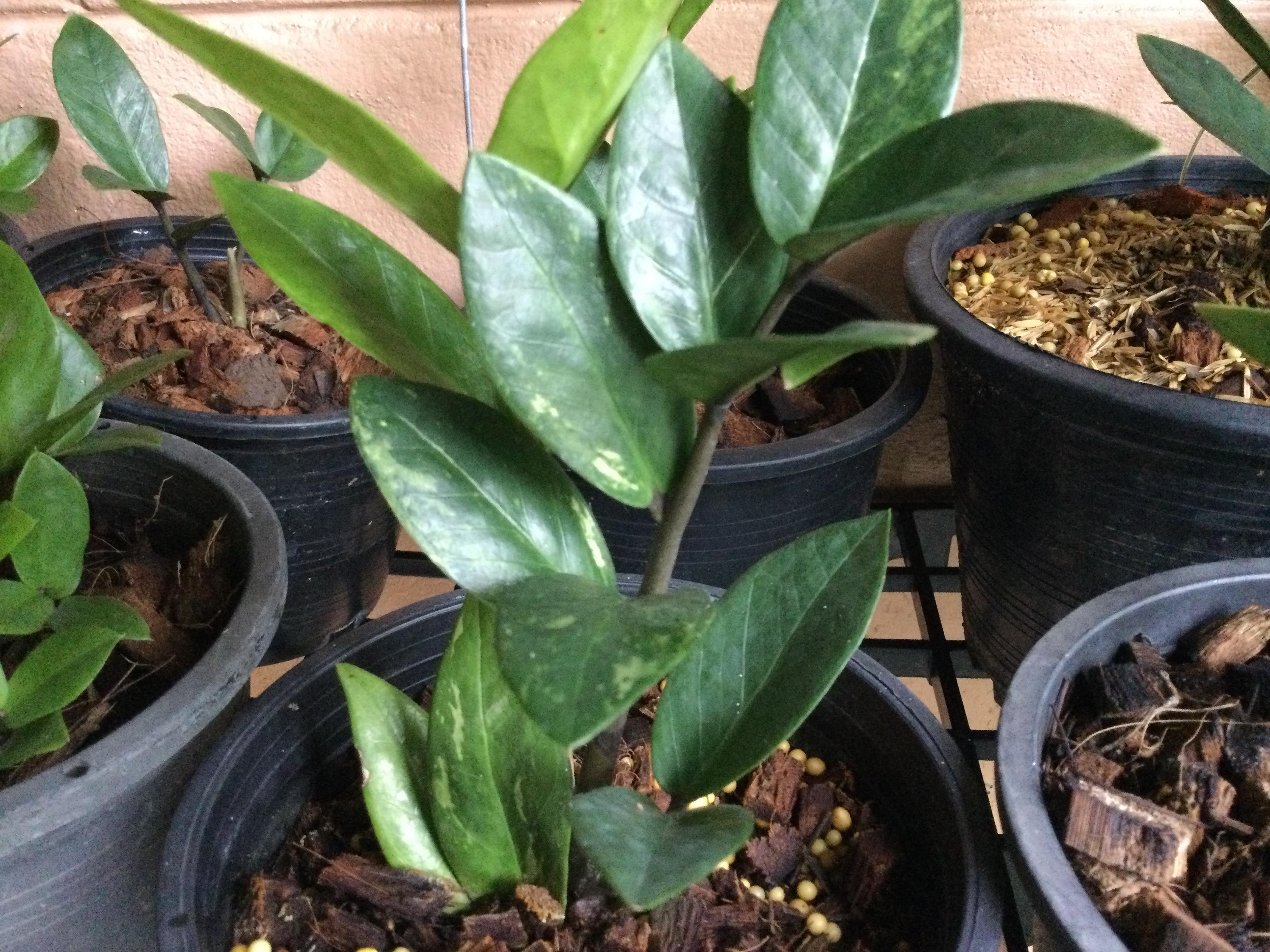 ต้นกวักมรกตแคระด่าง กระถาง 6 นิ้ว / ต้น