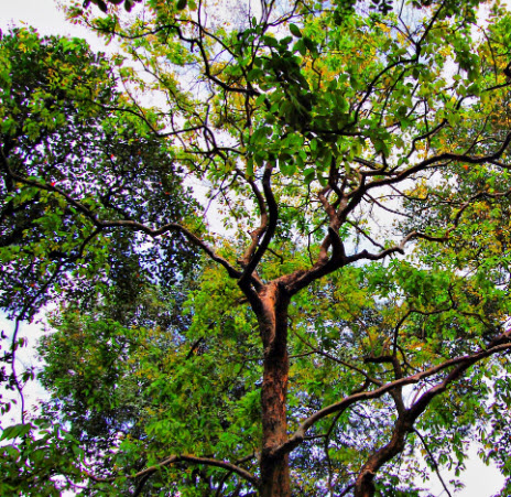 เมล็ดพันธุ์ อินทนิล อินทนิลน้ำ ตะแบกดำ / 30 เม็ด