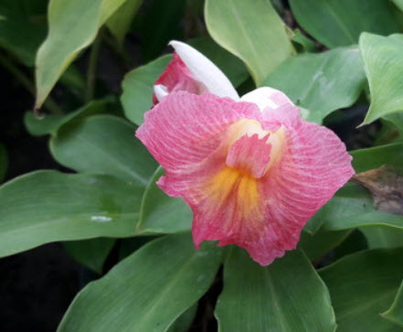 ต้นเอื้องหมายนา (Malay ginger) ดอกชมพู ถุงดำ สูง 40 ซ.ม. ขึ้นไป / ต้น