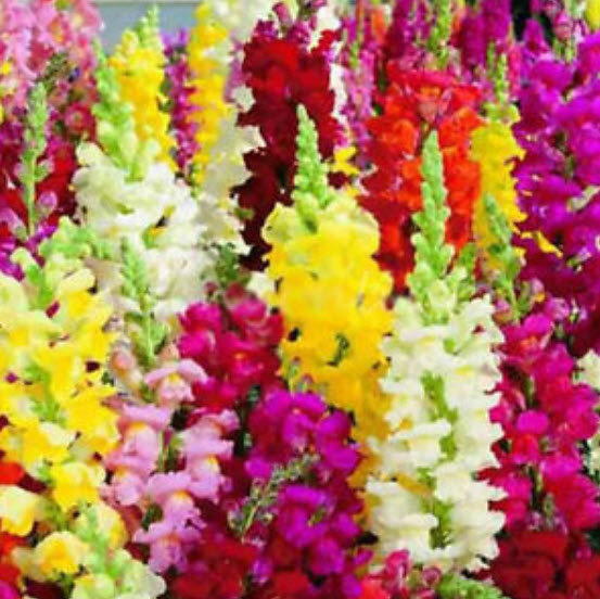 ดอกลิ้นมังกร (Snapdragon) คละ / 100 เม็ด