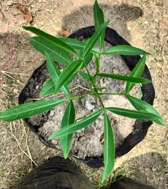 ต้นเบาบับแกรนด์ Baobab - Adansonia grandidieri ขนาด 40-50 ซ.ม.