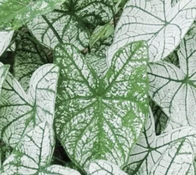 ต้นบอนสี อิเหนา กระถาง 4 นิ้ว สูง 5-20 ซ.ม. / ต้น