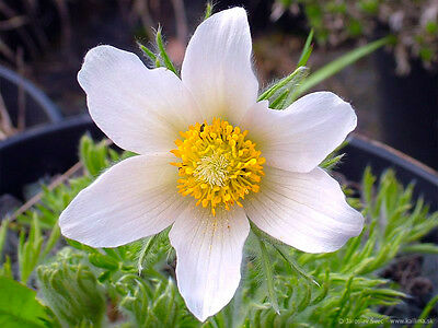 พาสคิว - อัลบา (Pasquale flower - Alba) สีขาว / 80 เม็ด (UK)