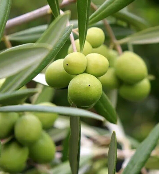 มะกอกโอลีฟ (European Olive Oil) / 5 เม็ด (Portugal)*