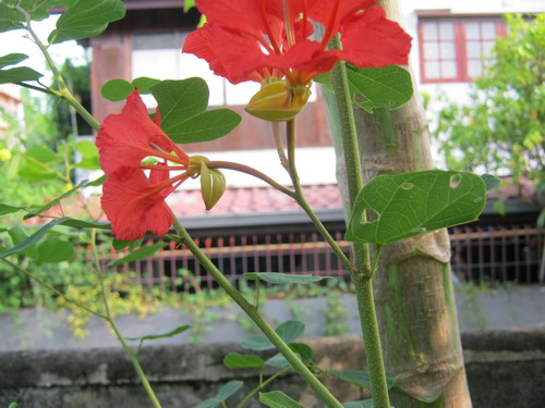 ต้นกาหลง ดอกแดง สูง 30-50 ซ.ม. / ต้น