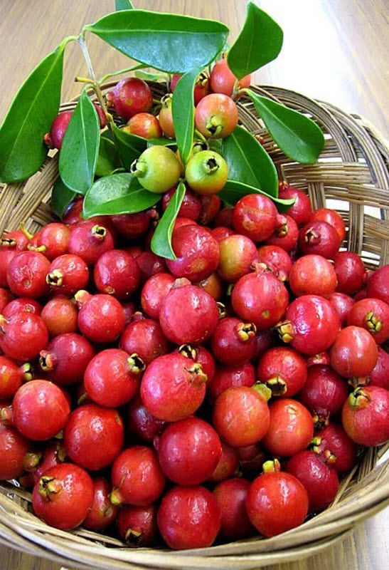 ต้น ฝรั่งสตรอเบอรี่ สีแดง เพาะเมล็ด สูง 30-40 ซ.ม.