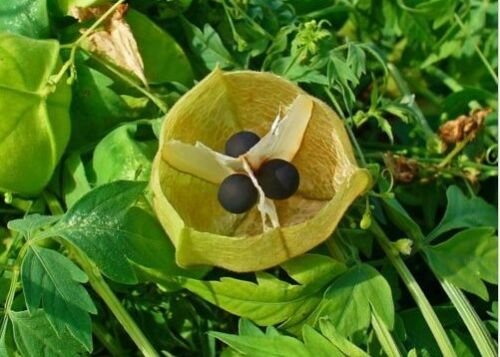 โคกกระออม (Balloon Vine) / 10 เม็ด (Sri Lanka)