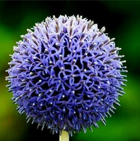 โกลบ ธิสเซิล (Globe Thistle / Echinops ritro) สีฟ้า / 100 เม็ด (UK)