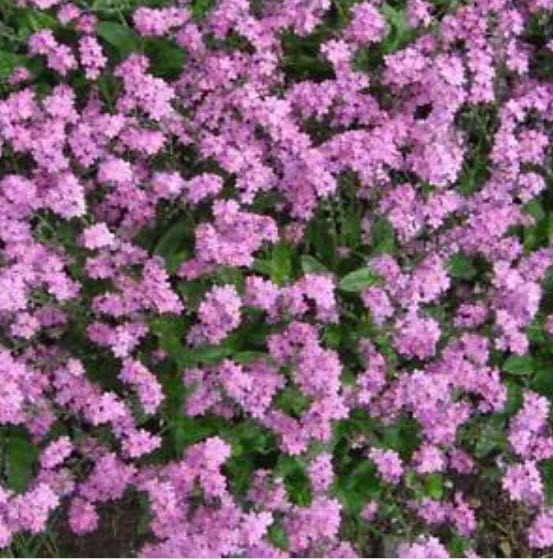 ฟอร์เก็ตมีน็อท (Forget Me Not) สีชมพู / ซอง 50 เม็ด (A252)