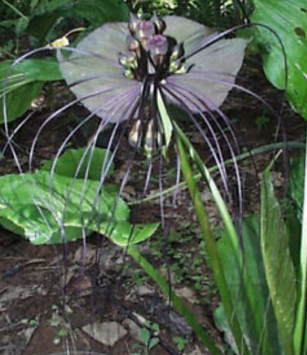 ว่านค้างคาวดำ / 200 เม็ด