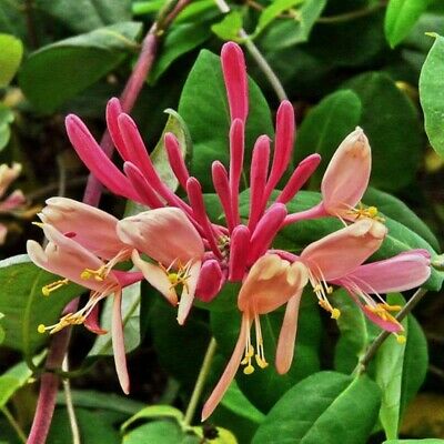 สายน้ำผึ้งชมพู หรือสายน้ำผึ้งเมดิเตอเรเนียน (Mediterranean Vine) / 200 เม็ด (นอก)