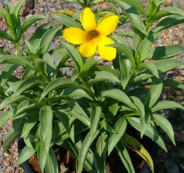 ต้นบานบุรีเงิน ดอกเหลือง กระถาง สูง 50-60 ซ.ม. / ต้น