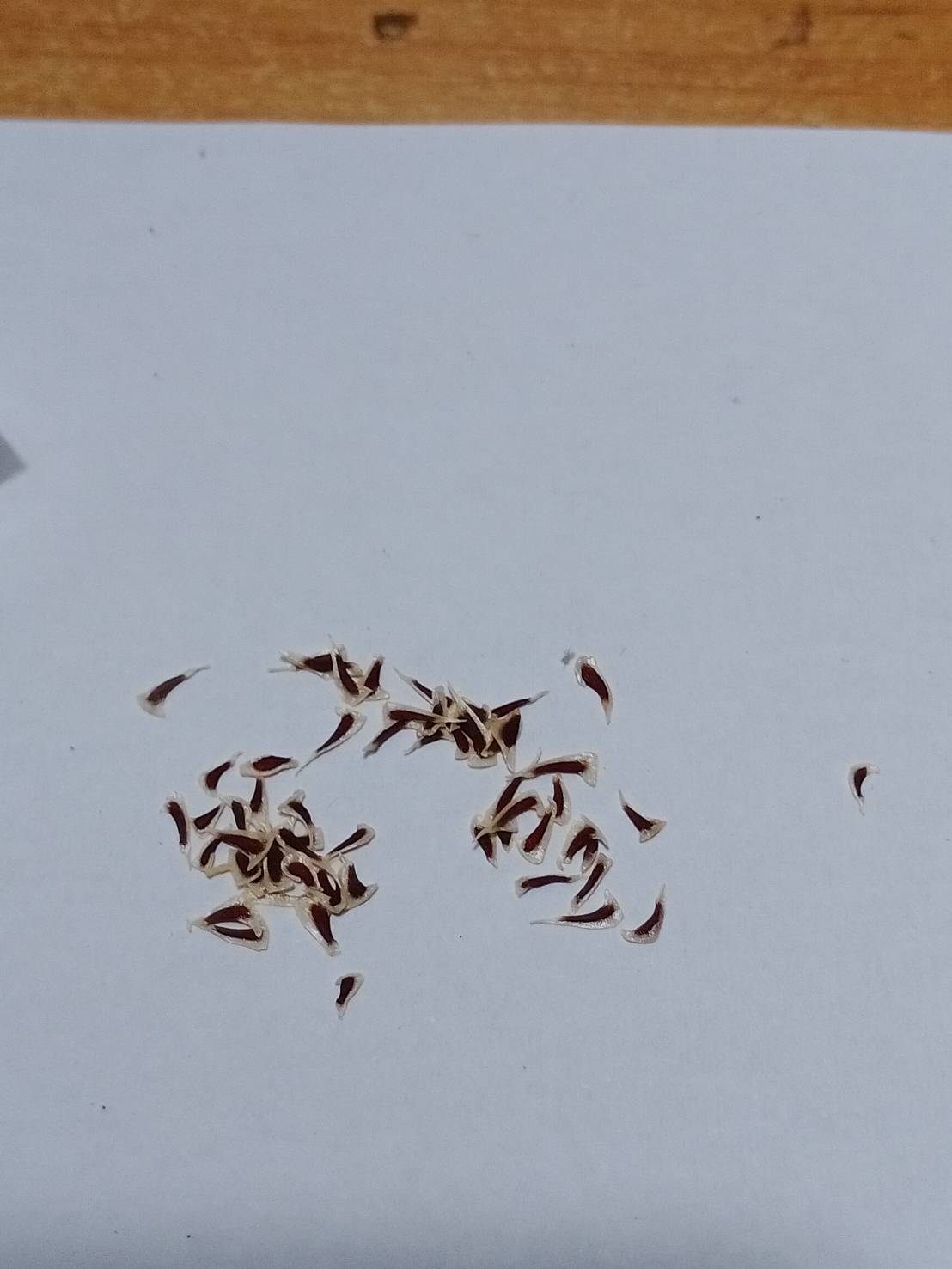 แซฟไฟร์ เทาเวอร์ (Sapphire Tower) / 25 เม็ด (France)