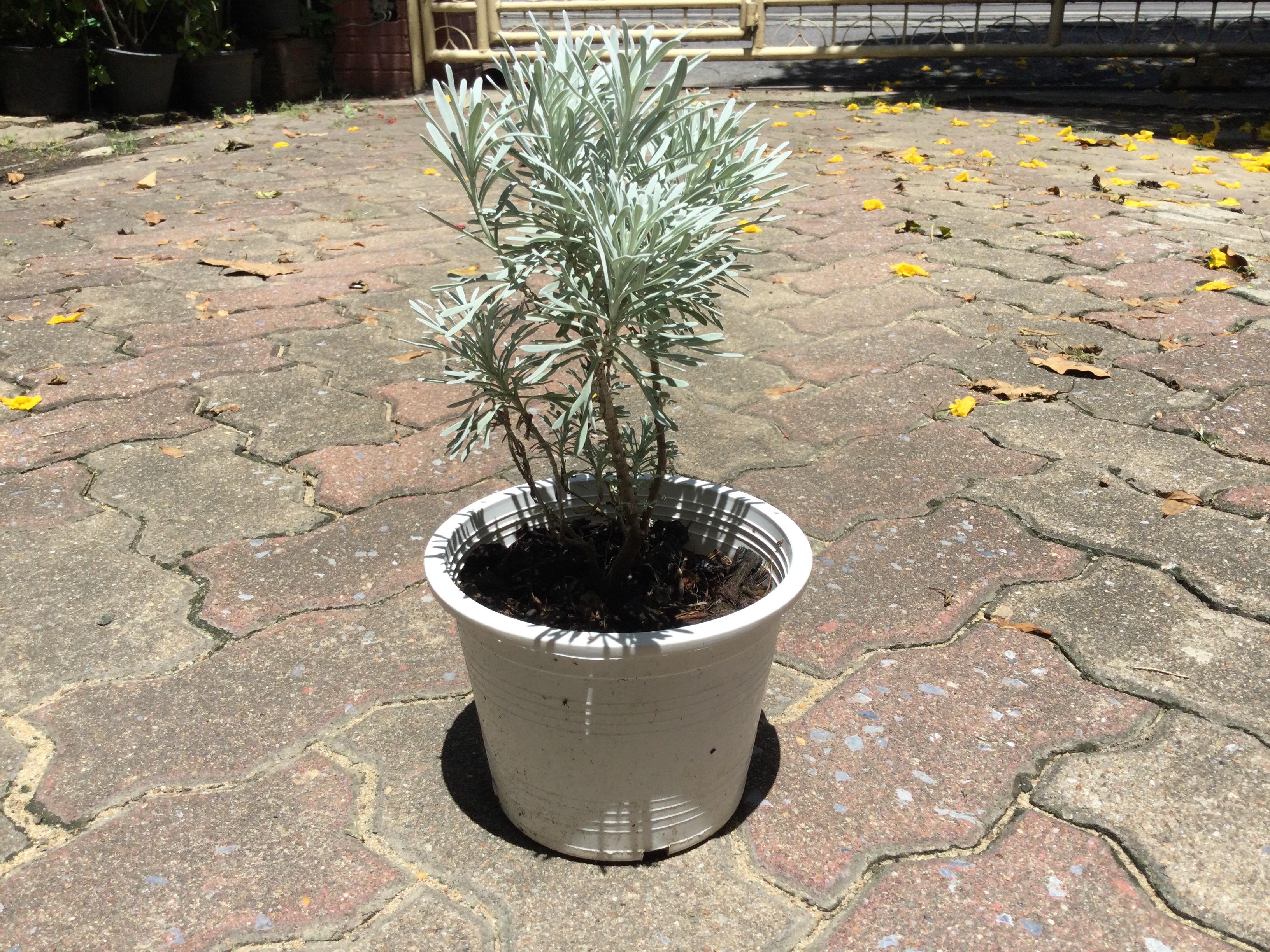 ต้นเบญจมาศเงิน หรือมังกรเงิน กระถาง 6 นิ้ว / ต้น