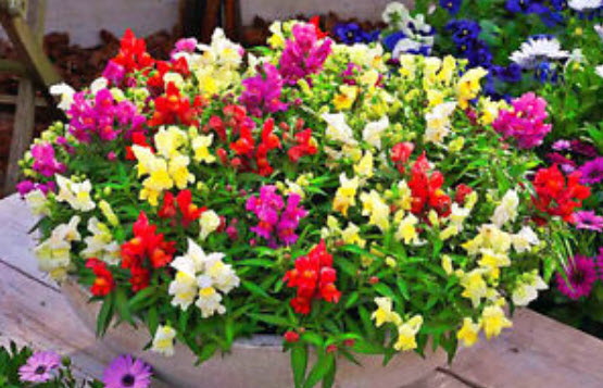 ดอกลิ้นมังกร (Snapdragon) ต้นเตี้ย คละ / 8,000 เม็ด (UK)*