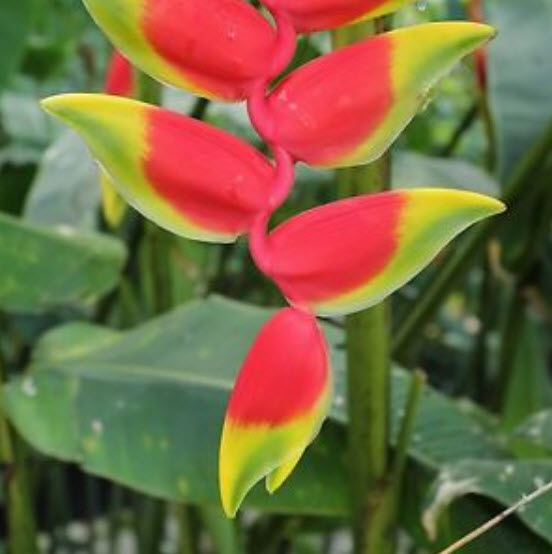 เฮลิโคเนีย โรสตราต้า (Heliconia Rostrata) สีแดง ขอบเหลือง-เขียว / 5 เม็ด (Israel)