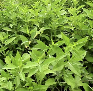 อังกาบหนู (Porcupine flower / Barleria prionitis) / 10 เม็ด