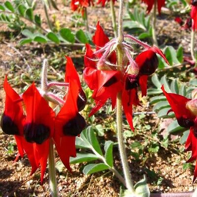 Sturt Pea (Swainsona formosa) / 5 เม็ด (Australia)