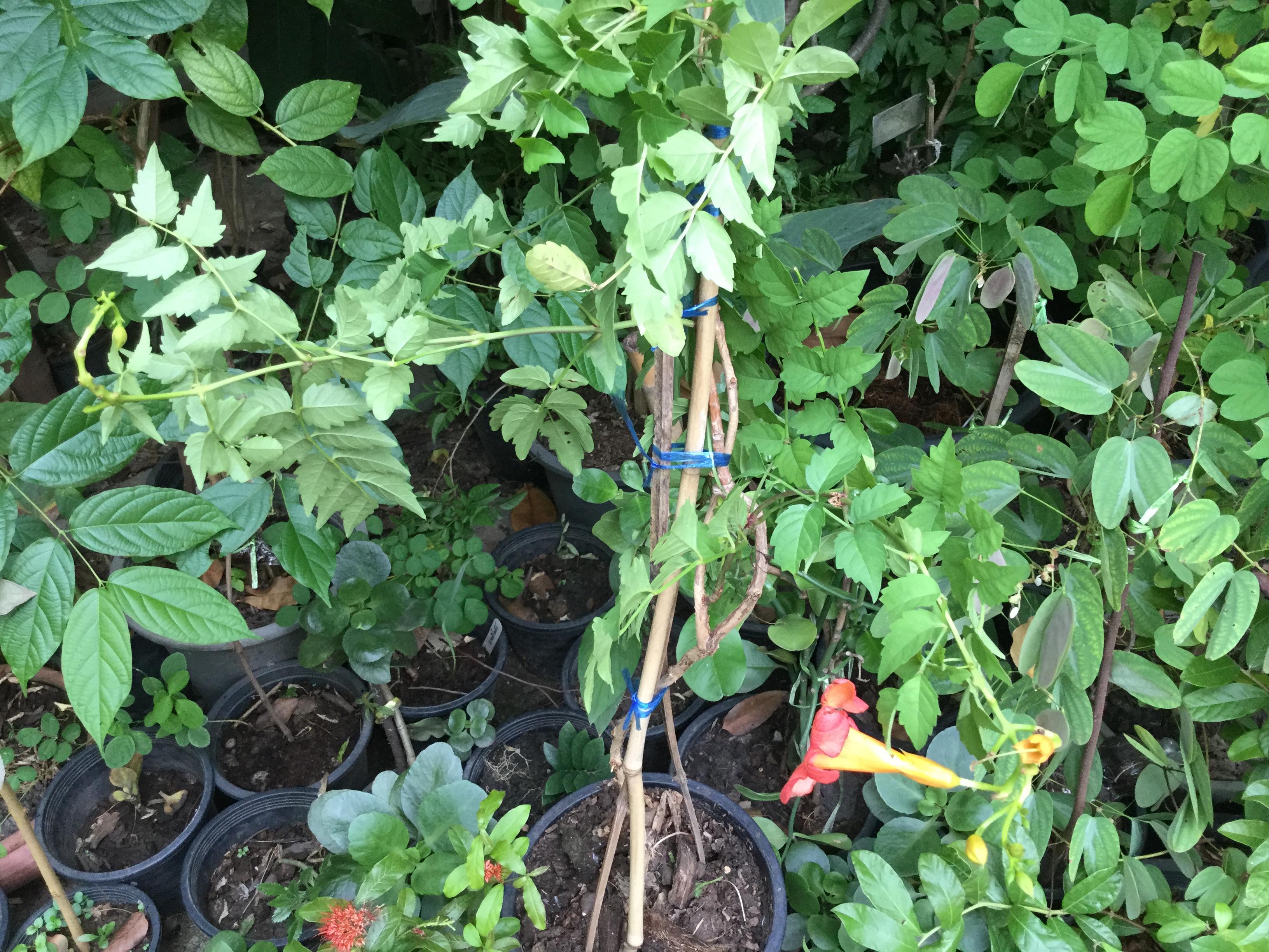 ต้นมธุลดา ดอกส้มแดง สูง 50-70 ซ.ม. / ต้น