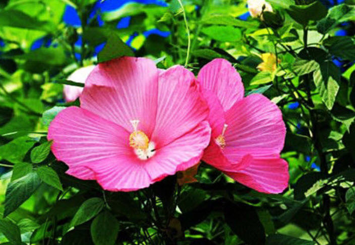 ชบา สีแดง / ซอง 25 เม็ด (A160)