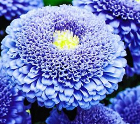 แอสเตอร์ ปริ้นท์เซส (Aster Princess) สีฟ้า ดอกใหญ่ / 200 เม็ด (Ukraine)
