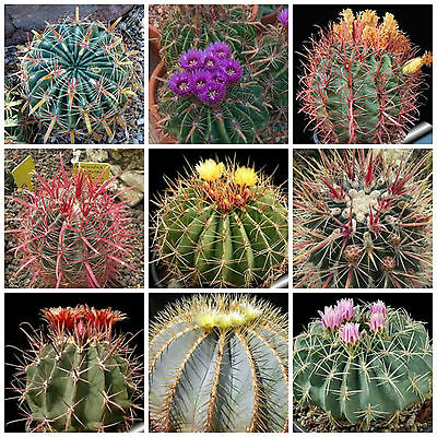 เฟอโรแคคตัส คละ (Ferocactus mixed) / 25 เม็ด (Italy)