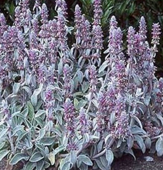 หูแกะ (Lamb's Ear / Stachys Byzantina Lanata) / 50 เม็ด (USA)