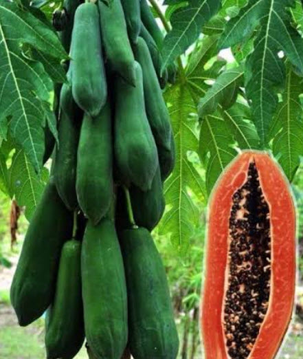 มะละกอแขกดำ ต้นเตี้ย / 100 เม็ด (ไทย)