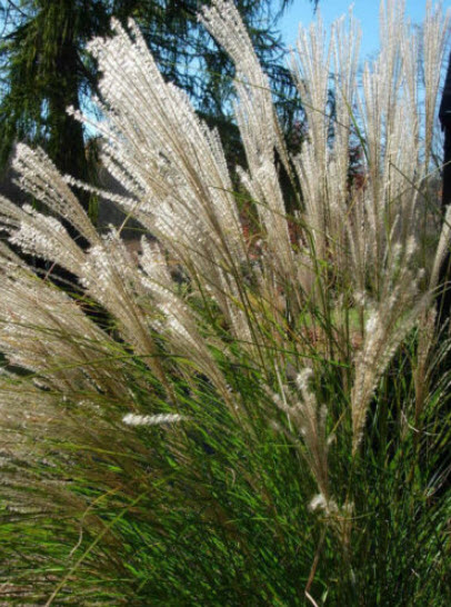 หญ้ามิสแคนทัส ไซเนนซิส หรือหญ้าซูซูกิ (Miscanthus Sinensis) / 25 เม็ด (USA)