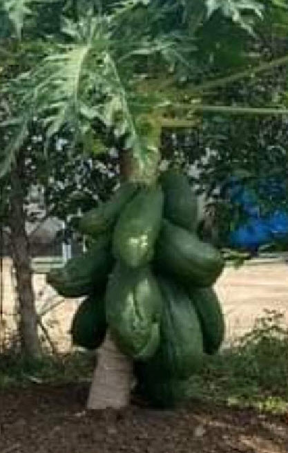 ต้น มะละกอเตี้ยชุมแพ (ต้นเตี้ยพันธุ์แท้) ลูกดก กรอบ เนื้อเยอะ