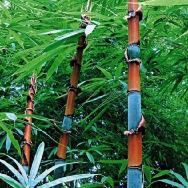 ไผ่ข้าวหลาม (Tinwa bamboo) / 100 เม็ด (นอก)